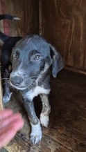 BRISEIDE, Hund, Mischlingshund in Italien - Bild 6