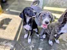 BRISEIDE, Hund, Mischlingshund in Italien - Bild 7