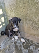 BRISEIDE, Hund, Mischlingshund in Italien - Bild 8