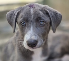 ELENA, Hund, Mischlingshund in Italien