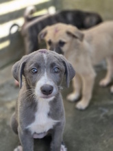 ELENA, Hund, Mischlingshund in Italien - Bild 2