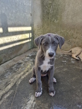 ELENA, Hund, Mischlingshund in Italien - Bild 3