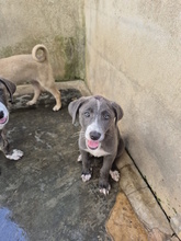 ELENA, Hund, Mischlingshund in Italien - Bild 4