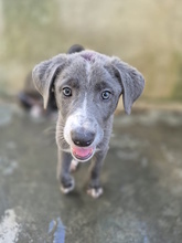ELENA, Hund, Mischlingshund in Italien - Bild 5