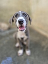 ELENA, Hund, Mischlingshund in Italien - Bild 7