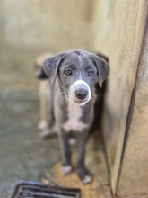 ELENA, Hund, Mischlingshund in Italien - Bild 8