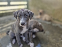 ELENA, Hund, Mischlingshund in Italien - Bild 9