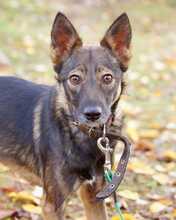 ONYX, Hund, Mischlingshund in Rott am Inn