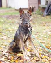 ONYX, Hund, Mischlingshund in Rott am Inn - Bild 2