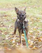 ONYX, Hund, Mischlingshund in Rott am Inn - Bild 3
