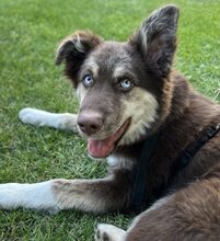 REXY, Hund, Mischlingshund in Rumänien - Bild 1