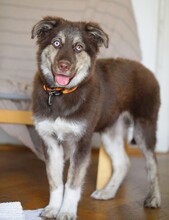 REXY, Hund, Mischlingshund in Rumänien - Bild 3