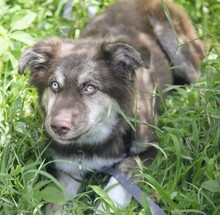 REXY, Hund, Mischlingshund in Rumänien - Bild 4