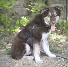 REXY, Hund, Mischlingshund in Rumänien - Bild 5