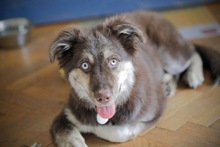 REXY, Hund, Mischlingshund in Rumänien - Bild 6
