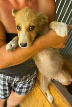 BIENE, Hund, Mischlingshund in Rumänien - Bild 2
