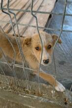 BIENE, Hund, Mischlingshund in Rumänien - Bild 3