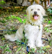 MONIKA, Hund, Mischlingshund in Rumänien - Bild 2