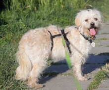 MONIKA, Hund, Mischlingshund in Rumänien - Bild 5