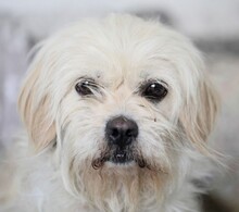 MONIKA, Hund, Mischlingshund in Rumänien - Bild 6