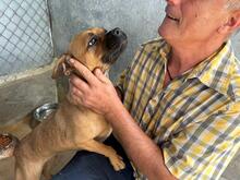 MAYA, Hund, Mischlingshund in Rumänien - Bild 2