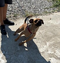MAYA, Hund, Mischlingshund in Rumänien - Bild 4
