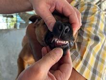 MAYA, Hund, Mischlingshund in Rumänien - Bild 6