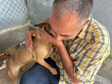 MAYA, Hund, Mischlingshund in Rumänien - Bild 7