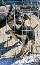AMILA, Hund, Mischlingshund in Rumänien - Bild 2