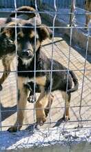 AMILA, Hund, Mischlingshund in Rumänien - Bild 4