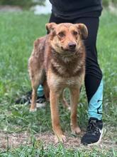 DAVID, Hund, Mischlingshund in Ukraine - Bild 1