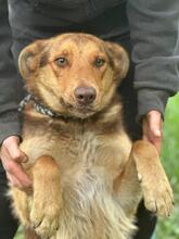 DAVID, Hund, Mischlingshund in Ukraine - Bild 2