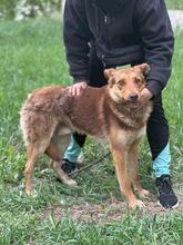 DAVID, Hund, Mischlingshund in Ukraine - Bild 3
