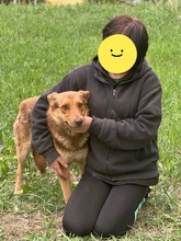 DAVID, Hund, Mischlingshund in Ukraine - Bild 4