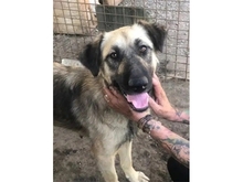 HELEN, Hund, Mischlingshund in Rumänien - Bild 1