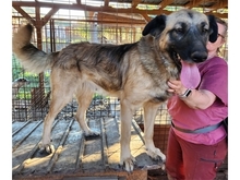 HELEN, Hund, Mischlingshund in Rumänien - Bild 2