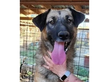 HELEN, Hund, Mischlingshund in Rumänien - Bild 4