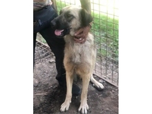 HELEN, Hund, Mischlingshund in Rumänien - Bild 5