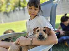 FELIPE, Hund, Mischlingshund in Spanien - Bild 1