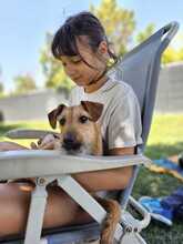 FELIPE, Hund, Mischlingshund in Spanien - Bild 10