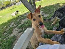 FELIPE, Hund, Mischlingshund in Spanien - Bild 11