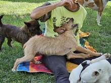 FELIPE, Hund, Mischlingshund in Spanien - Bild 12