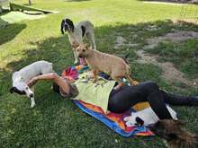 FELIPE, Hund, Mischlingshund in Spanien - Bild 13