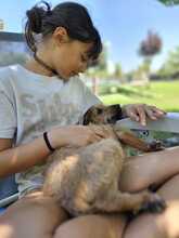 FELIPE, Hund, Mischlingshund in Spanien - Bild 14