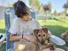 FELIPE, Hund, Mischlingshund in Spanien - Bild 15