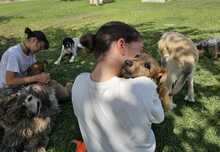 FELIPE, Hund, Mischlingshund in Spanien - Bild 16