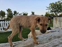 FELIPE, Hund, Mischlingshund in Spanien - Bild 17