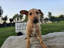 FELIPE, Hund, Mischlingshund in Spanien - Bild 18