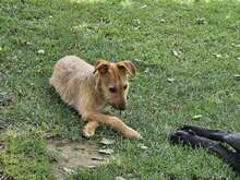 FELIPE, Hund, Mischlingshund in Spanien - Bild 19