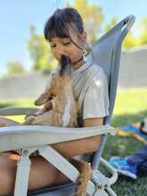 FELIPE, Hund, Mischlingshund in Spanien - Bild 2